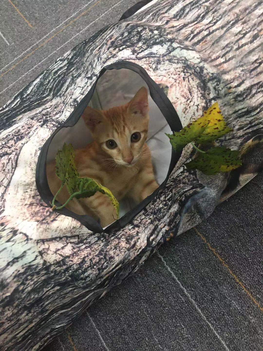 Three-Way Tree Pattern Tunnel Pet Toy For Cats And Dogs